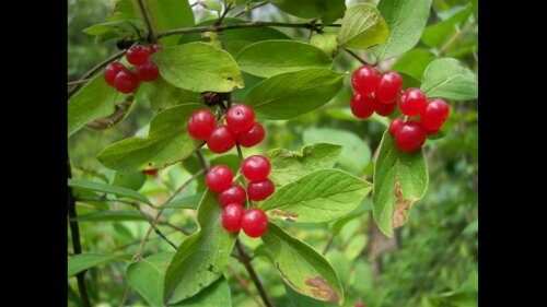 Screenshot_2012-10-06-17-02-49.png image