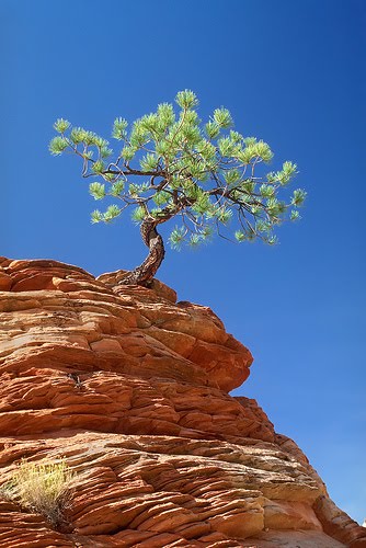 tree cliff
