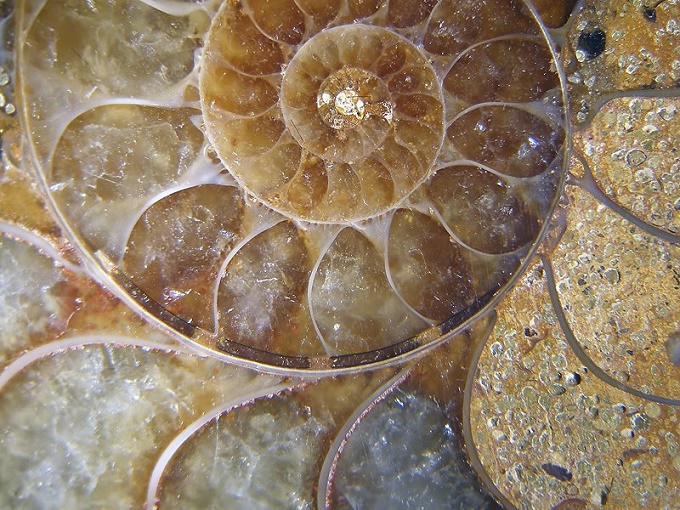 ammonite_polished2
